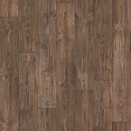 AUSTRALIAN PINE 7 (2)