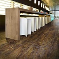 Eastern Hickory 57885