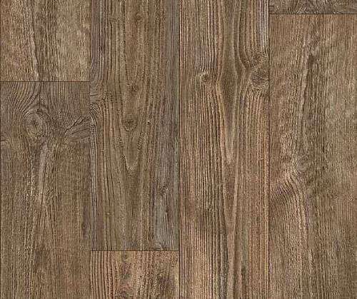 AUSTRALIAN PINE 3 (2)