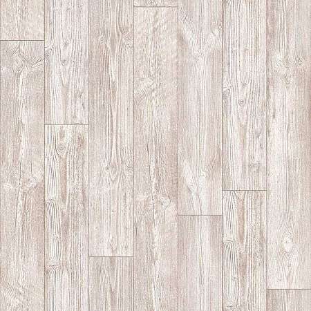 AUSTRALIAN PINE 5 (2,5)