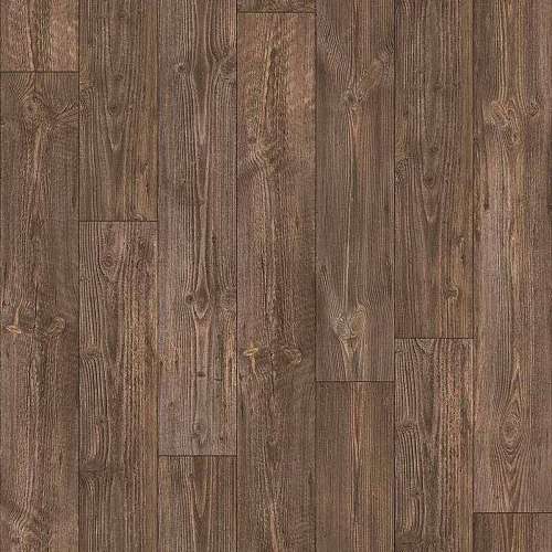 AUSTRALIAN PINE 7 (3)