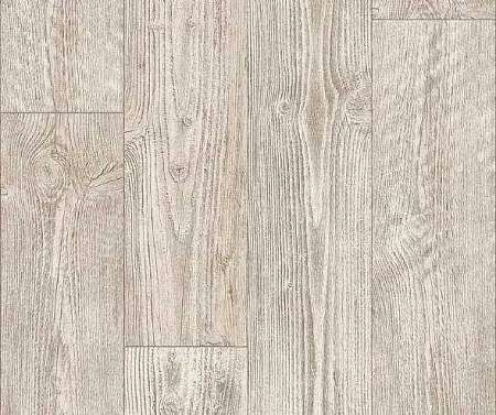 AUSTRALIAN PINE 1 (3)