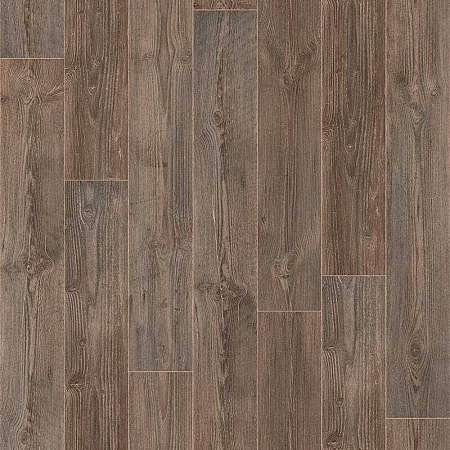 AUSTRALIAN PINE 4 (2,5)