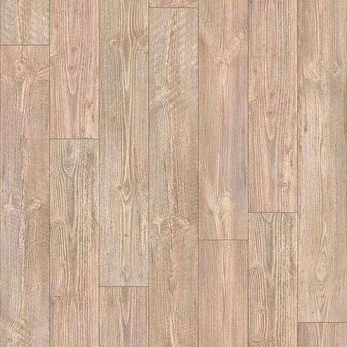 AUSTRALIAN PINE 6 (3)