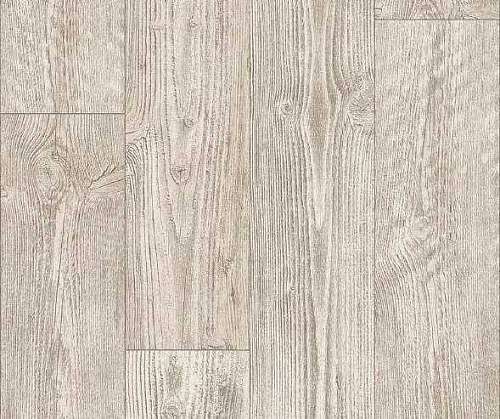 AUSTRALIAN PINE 1 (4)